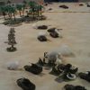 Battle of Abu Agelia
